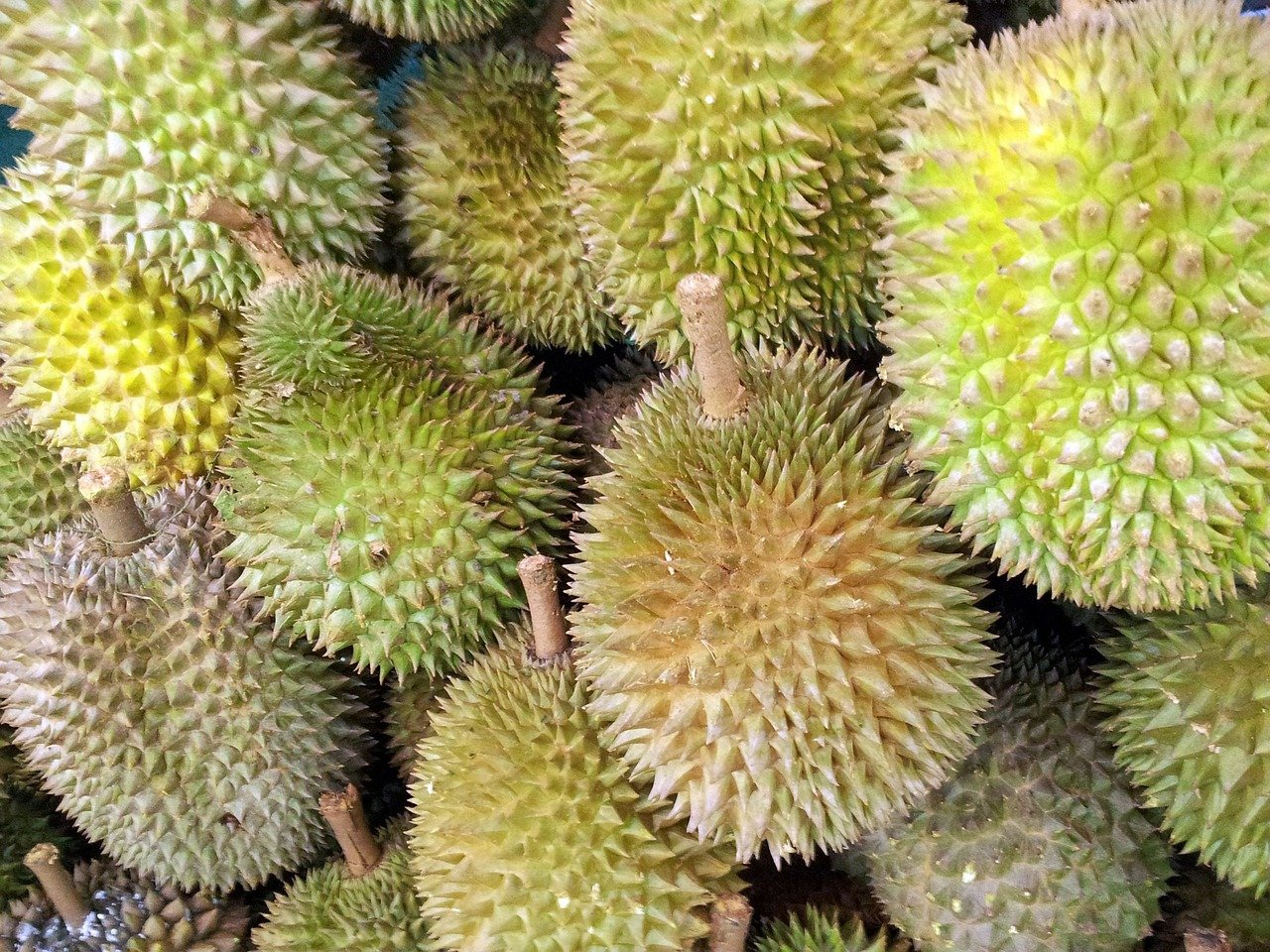 Hình ảnh mô tả quả sầu riêng xuất khẩu chính ngạch sang Trung Quốc Hình ảnh mô tả quả sầu riêng xuất khẩu chính ngạch sang Trung Quốc
